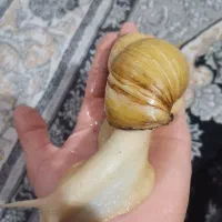 حلزون البینو