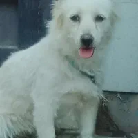 سگ پامرین گم شده|حیوانات|تربت‌حیدریه, طالقانی|دیوار