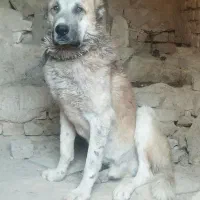 سگ سراب|سگ|سلفچگان, |دیوار