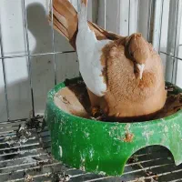 کبوتر پرنده  جفت چپ زرد