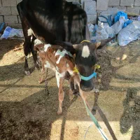 گاو با گوساله ماده