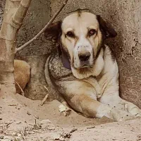 سگ پژدر نر و ماده