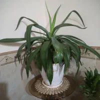 گل طبیعی|گل و گیاه طبیعی|کرمانشاه, |دیوار