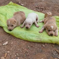 توله سفید خراسانی اصیل