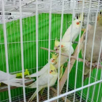 قناری عروس دستی|پرنده|مشهد, نظام دوست|دیوار