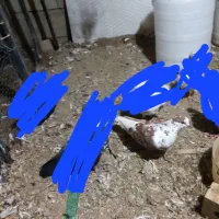 کفتر گرفتنی|پرنده|سلماس, |دیوار