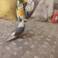 کبوتر|پرنده|بروجن, |دیوار