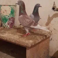 قوره نر پلاکی