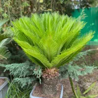 سیکاس،فونیکس،فونیکس مجنون، یوکا