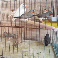 فنج|پرنده|بندرعباس, |دیوار