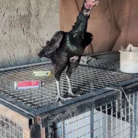 خروس لاری نژاد محکم