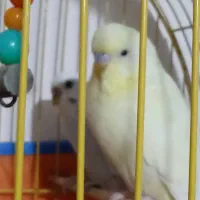 دو عدد مرغ عشق