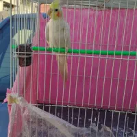 عروس هلندی نر