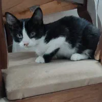 واگذاری|گربه|سبزوار, هویزه|دیوار