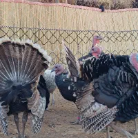 بوقلمون|حیوانات مزرعه|آبدانان, |دیوار