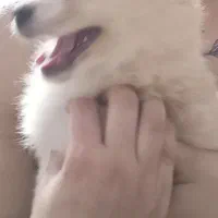 pamer دوس داشتنی|سگ|شاهین‌شهر, عطار|دیوار