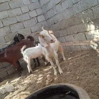 بزکهره فروشی|حیوانات مزرعه|جیرفت, |دیوار