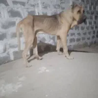 نر جهت کشش|سگ|بهبهان, |دیوار