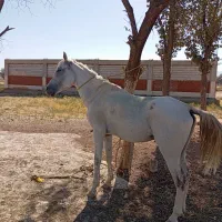 نریان قد بلند