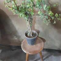 فروش گیاه خرفه تنه دار کلکسیونی|گل و گیاه طبیعی|تهران, جمالزاده|دیوار