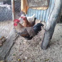 خروس گل باقالی و دوتا مرغ تخمی