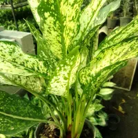 گل طبیعی آگلونما برفی گلدون ۱۴|گل و گیاه طبیعی|زرگرشهر, |دیوار