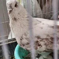 کبوتر گمشده((مژدگانی میدم به یابنده))