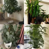 خدمات باغبانی باغچه کاری تعویض خاک گلدان کاشت گل و|خدمات باغبانی و درختکاری|تهران, صادقیه|دیوار