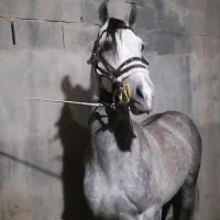 نریون ابرش سواری دار درجه یک