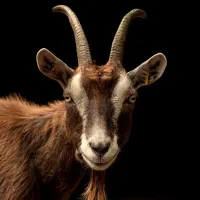 فروش کهره نر