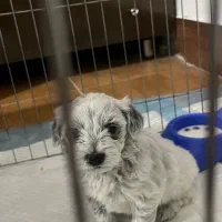 سگ مینیاتوری