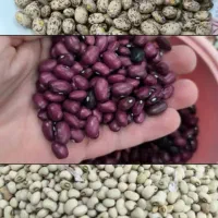 لوبیا چیتی،لوبیاقرمز|خوردنی و آشامیدنی|دره شهر, |دیوار