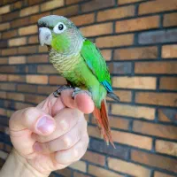 گرینچیک نرمال اسپلیت