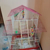 طوطی برزیلی