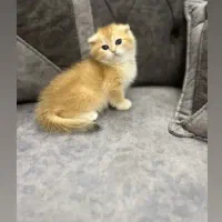 بریتیش .اسکاتیش