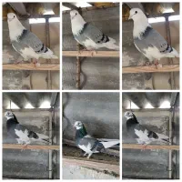 کبوتر،هما،زرد،سرور،ابلق تیکه پاره
