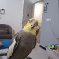 یک عددطوطی گم شده