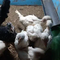 جوجه لاری اصیل