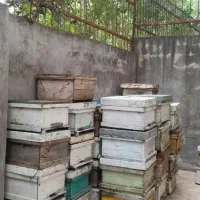 کندو خالی . طبق . پوکه