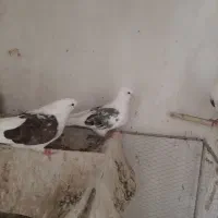 دوکت هفت رنگ .طوقی.دورگ