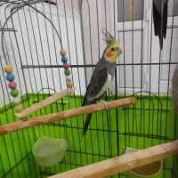 عروس هلندی نر