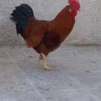 فروش دوعدد خروس