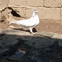 کبوتر دانع ۲۵۰|پرنده|ایوان, |دیوار