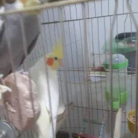 عروس هلندی سه عدد نر ویک ماده|پرنده|ری, حمزه‌آباد|دیوار