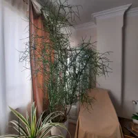 افوربیا تیروکالی سن دار مناسب لابی و سالن|گل و گیاه طبیعی|کرج, فاز ۳ گوهردشت|دیوار