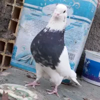 کبوترطوقی|پرنده|حبیب آباد, |دیوار