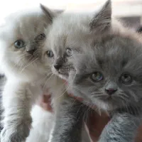 گربه اسکاتیش