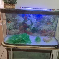 فروش 3 عدد آکواریم به علت جا به جایی