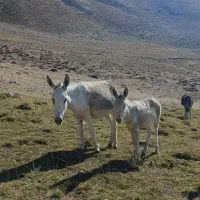 خر ماده (الاغ) باری و گله ای همراه با کره