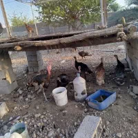 تخم مرغ لاری اوشامو|حیوانات مزرعه|تخت, |دیوار